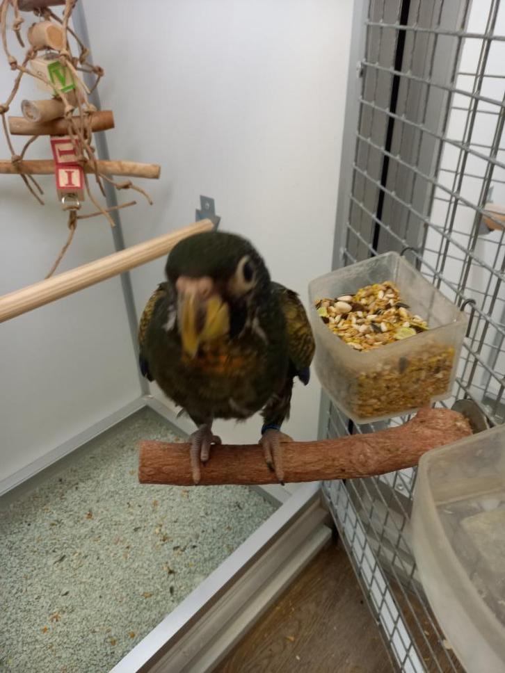 bronsvleugel pionus, Dieren en Toebehoren, Vogels | Parkieten en Papegaaien, Papegaai, Meerdere dieren, Tam, Geringd