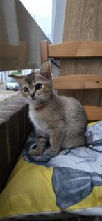 British shorthair, Poes, Met stamboom, 0 tot 2 jaar