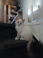 Bleu - Lieve en nieuwsgierige ragdoll kater kitten, Dieren en Toebehoren, Katten en Kittens | Raskatten | Langhaar, Kater, Gechipt