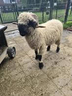 Walliser schwarznasr dubbel ARR stamboek dekram, Dieren en Toebehoren, Schapen, Geiten en Varkens, Mannelijk, Schaap