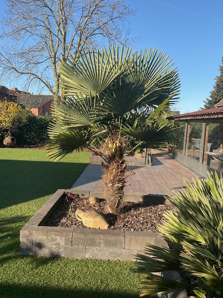 Palmboom Trachycarpus Fortunei (Chinese waaierpalm), Tuin en Terras, Planten | Bomen, Palmboom, 250 tot 400 cm, Volle zon, Zomer