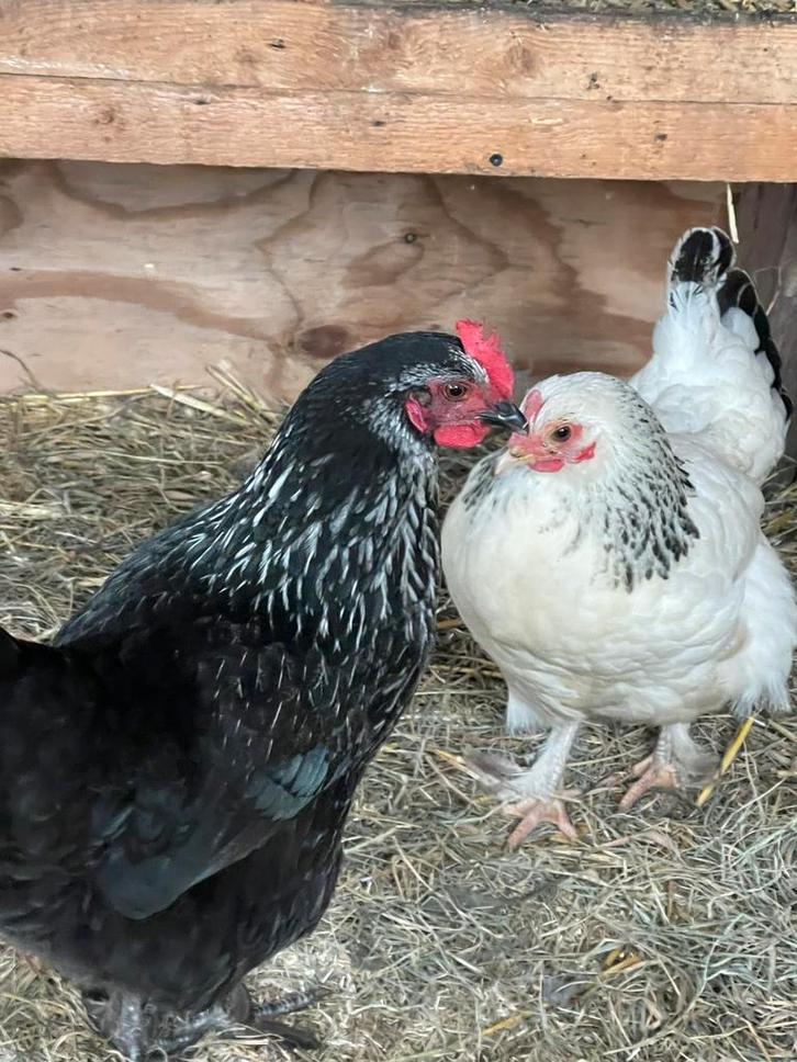 Meerdere hennen en eventueel een haan, Dieren en Toebehoren, Pluimvee, Kip, Meerdere dieren