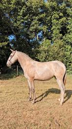 Ulala – 1,5-jarige Lusitano merrie te koop, Dieren en Toebehoren, Paarden, Merrie, Niet van toepassing, Gechipt, 0 tot 2 jaar