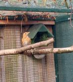 Bruine lijster pop, Dieren en Toebehoren, Vrouwelijk, Wildzangvogel, Geringd