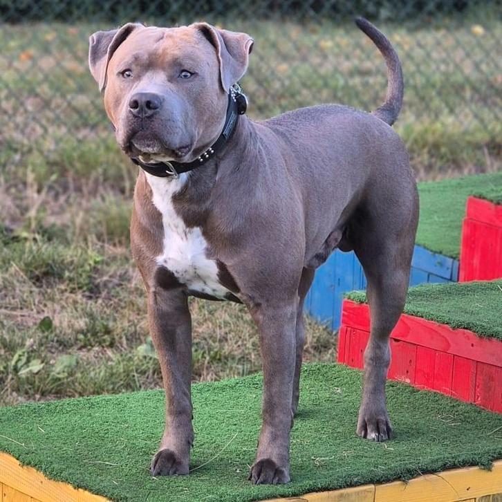 Stafford/bully (BEWEZEN DEKREU) NIET TE KOOP, Dieren en Toebehoren, Honden | Bulldogs, Pinschers en Molossers, Reu, Overige rassen