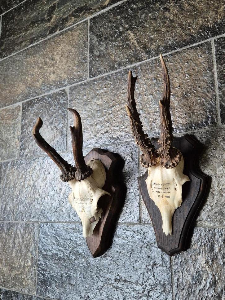 2 Mooie Ree geweien samen € 17.50 jacht hut mancave f5, Verzamelen, Dierenverzamelingen, Gebruikt, Gewei of Kop, Hert, Ophalen of Verzenden