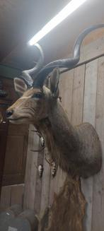 Opgezette dieren, Ophalen of Verzenden, Opgezet dier