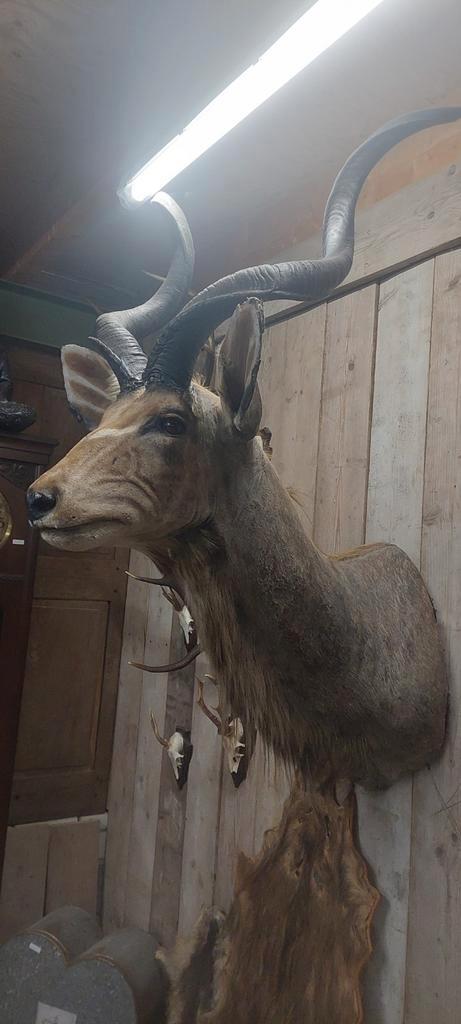 Opgezette dieren, Verzamelen, Dierenverzamelingen, Opgezet dier, Ophalen of Verzenden
