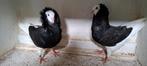 Te koop sierduiven Oudhollands kapucijnen duiven, Dieren en Toebehoren, Vogels | Duiven, Meerdere dieren, Overige soorten