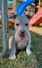 2 laatste super knappe Amerikaanse stafford pups !, Dieren en Toebehoren, Honden | Jack Russells en Terriërs, Rabiës (hondsdolheid)