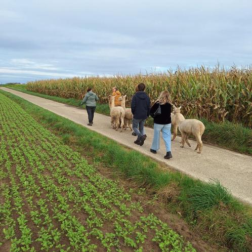 Alpaca wandeling met gebak als afsluiter!, Hobby en Vrije tijd, Overige Hobby en Vrije tijd, Nieuw, Ophalen