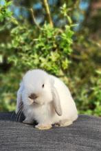 Raszuivere minilop konijntjes, Dieren en Toebehoren, Konijnen, Meerdere dieren, Klein, Hangoor, 0 tot 2 jaar