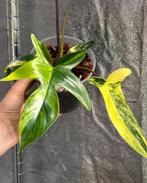 Philodendron Florida Beauty, Ophalen of Verzenden, Halfschaduw, Minder dan 100 cm
