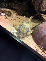 visbestand, Dieren en Toebehoren, Vis