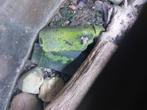 Geelbuikvuurpad (Bombina Variegata)nakweek 2025 aangeeboden., Amfibie, 0 tot 2 jaar