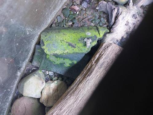 Geelbuikvuurpad (Bombina Variegata)nakweek 2025 aangeeboden., Dieren en Toebehoren, Reptielen en Amfibieën, Amfibie, 0 tot 2 jaar