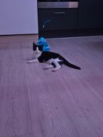 Lieve kitten, Dieren en Toebehoren, Ophalen of Verzenden, Zo goed als nieuw