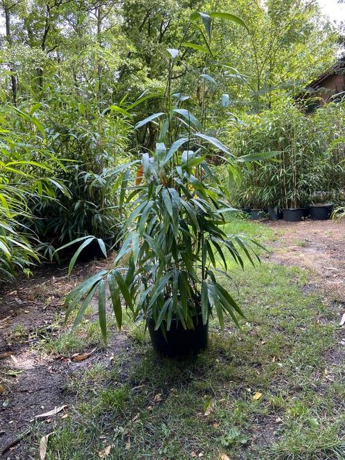 Bamboe niet-woekerende Fargesia, Tuin en Terras, Planten | Tuinplanten, Vaste plant, Volle zon, Bloeit niet, Ophalen