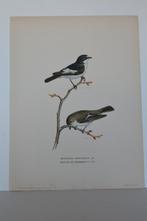 VLIEGENVANGER ZWARTE EN WITTE MAN VROUW ORIGINELE LITHO VC9, Antiek en Kunst, Kunst | Litho's en Zeefdrukken, Verzenden