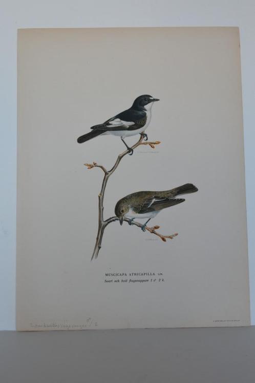 VLIEGENVANGER ZWARTE EN WITTE MAN VROUW ORIGINELE LITHO VC9, Antiek en Kunst, Kunst | Litho's en Zeefdrukken, Verzenden