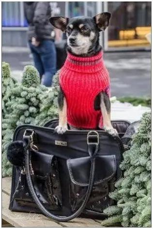 Innopet Hondendraagtas Traveller nieuw, Dieren en Toebehoren, Honden-accessoires, Nieuw, Ophalen of Verzenden