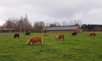 Weidegang en verzorging voor uw Shetlander of kleine pony, Dieren en Toebehoren, Stalling en Weidegang, Weidegang