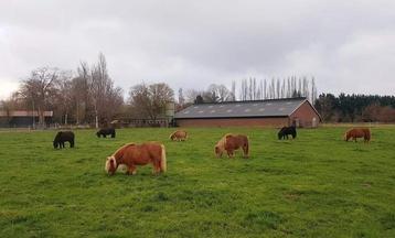 Weidegang en verzorging voor uw Shetlander of kleine pony beschikbaar voor biedingen