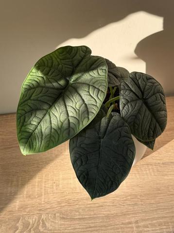 Alocasia Melo beschikbaar voor biedingen