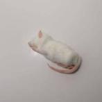 diepvries muizen en ratten bij csreptiles Venlo, Dieren en Toebehoren, Ophalen of Verzenden, Nieuw