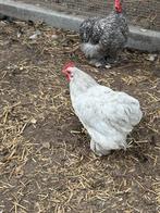 Cochin haantjes, Dieren en Toebehoren, Pluimvee, Mannelijk, Kip