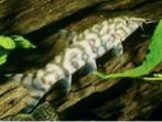 Beide paasdagen geopend diverse botia op voorraad., Dieren en Toebehoren, Vissen | Aquariumvissen, Vis, Zoetwatervis, Schoolvis