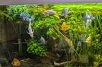 amerikaans chiclide bestand, Dieren en Toebehoren, Vissen | Aquariumvissen, Vis, Zoetwatervis
