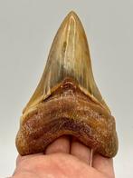 RARE! Peru Otodus Megalodon 5.27 inch onderkaak, Verzenden, Fossiel