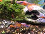 (baby) guppies / guppen gratis ophalen!, Dieren en Toebehoren, Vis