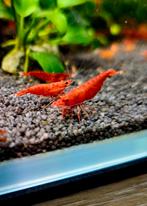 Vuurgarnalen / cherry garnaal (neocaridina davidi), Dieren en Toebehoren, Vissen | Aquariumvissen, Kreeft, Krab of Garnaal