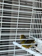 Kanarie man van 2024, Dieren en Toebehoren, Vogels | Kanaries, Mannelijk, Kleurkanarie