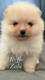Pomeriaan/ dwerg keesjes puppy’s te koop, Parvo, Keeshond, 8 tot 15 weken, Meerdere
