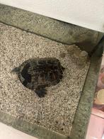 Waterschilpad, Dieren en Toebehoren, Reptielen en Amfibieën, Schildpad, Tam, 11 jaar of ouder