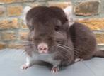 Chinchilla : Brown Pearl vrouw, Dieren en Toebehoren, Chinchilla, Vrouwelijk, Tam, Oktober