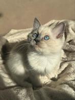 Super knappe ragdoll kittens mogen verhuizen, Dieren en Toebehoren, Meerdere dieren, Ontwormd, 0 tot 2 jaar
