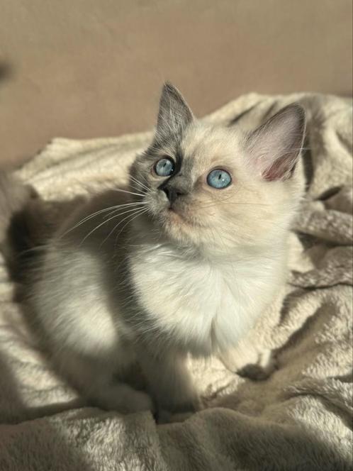 Super knappe ragdoll kittens mogen verhuizen, Dieren en Toebehoren, Katten en Kittens | Raskatten | Langhaar, Meerdere dieren