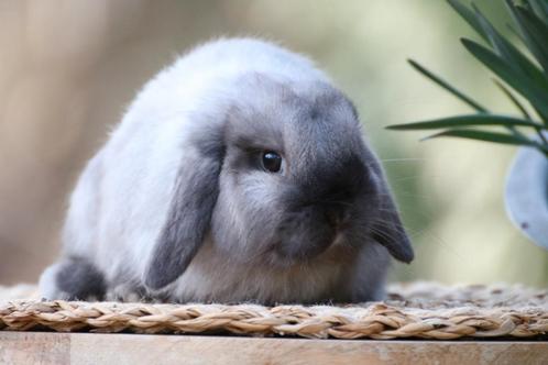 Gecastreerde minilop rammetjes, Dieren en Toebehoren, Konijnen, Dwerg, Mannelijk, 0 tot 2 jaar, Hangoor