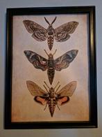 Motten school studie nacht vlinders, Minder dan 50 cm, Ophalen of Verzenden, Zo goed als nieuw, Schilderij