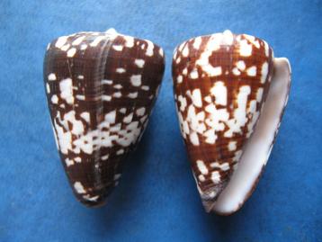 Schelpen: Conus ateralbus Kiener f++/gem 31-36mm+ beschikbaar voor biedingen
