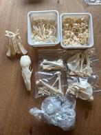 Schedel/skelet. Boommiereneter., Verzamelen, Dierenverzamelingen, Ophalen of Verzenden, Nieuw, Wild dier, Schedel