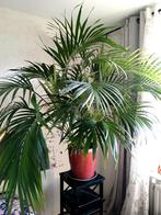 grote palm, Ophalen, 100 tot 150 cm, Palm, Halfschaduw