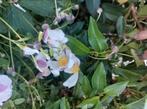 Anemone hupehensis, Volle zon, Vaste plant, Zomer, Ophalen