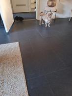 Chichu, HCC (leverziekte), Teef, Eén hond, Chihuahua