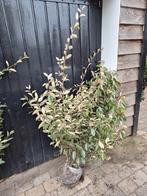 Super bossige olijfwilg struiken tot 1 meter breed OP=OP, Ophalen of Verzenden, Overige soorten, Haag, 100 tot 250 cm