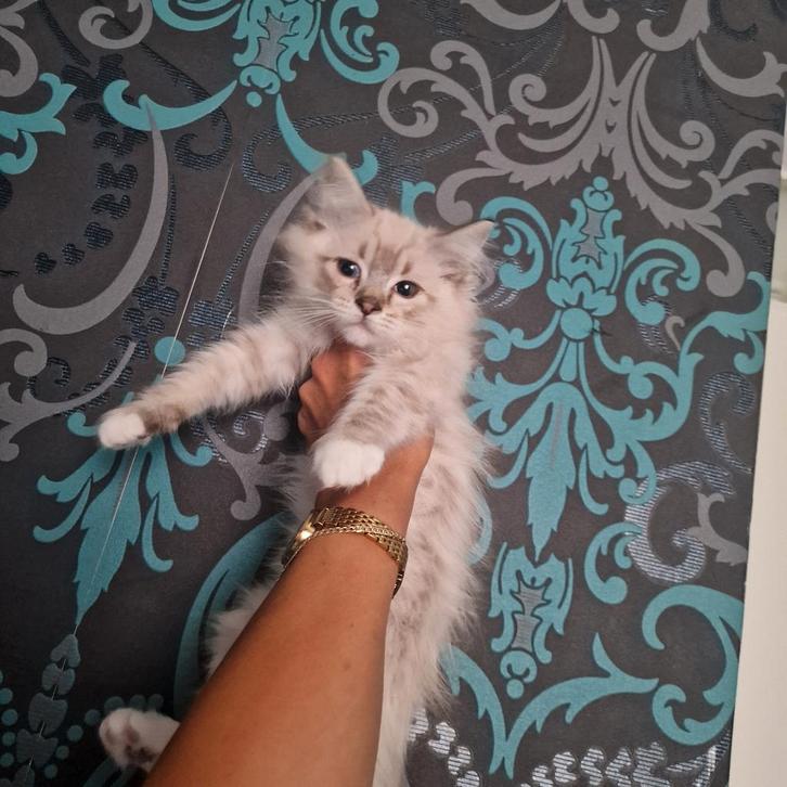Mooie ragdoll kittens(  nog 2 katers ), Dieren en Toebehoren, Katten en Kittens | Raskatten | Langhaar, Meerdere dieren, Ontwormd